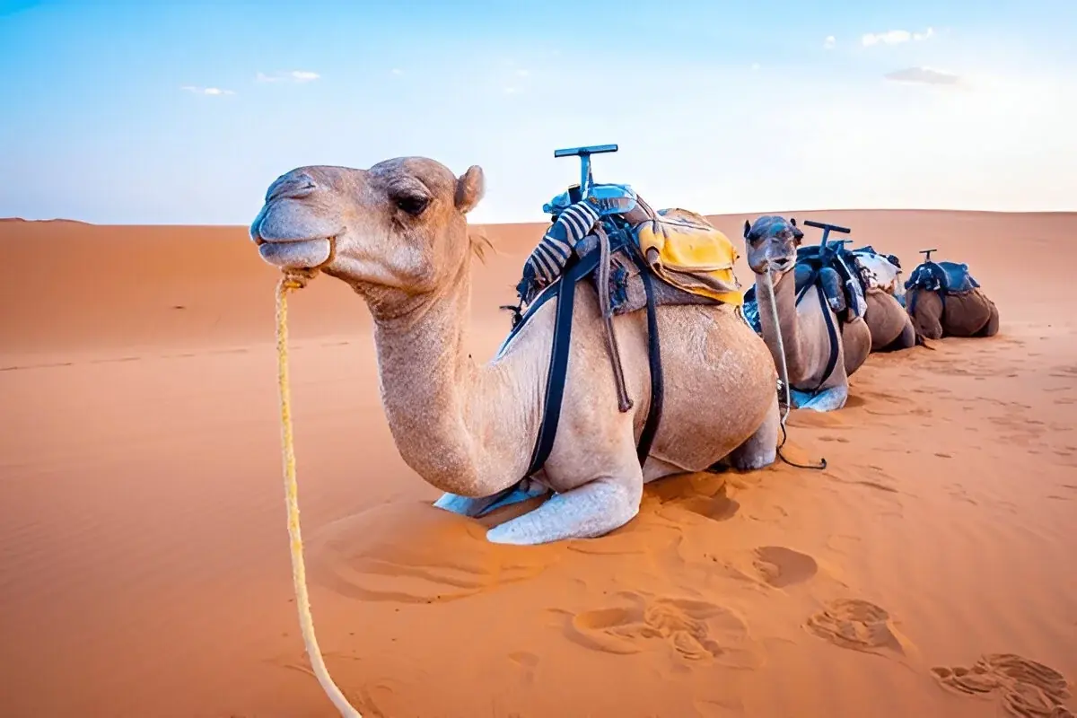 Berber Heritage: 6-Day Luxury Berber Culture Immersion gallery 4