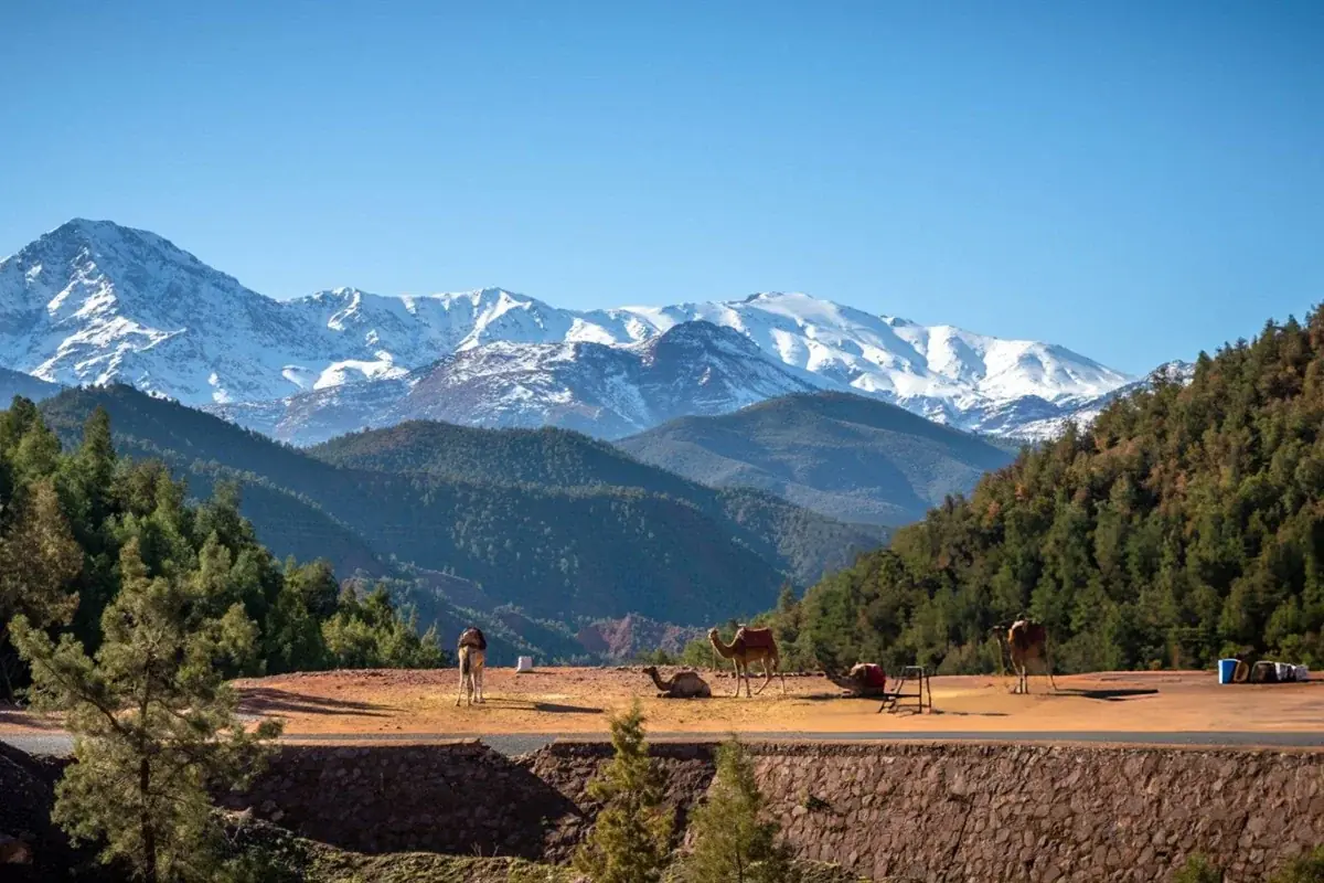 Alpine Morocco: 1-Day Middle Atlas & Ifrane Day Trip gallery 4